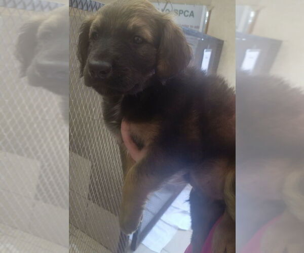 Medium Photo #1 Great Dane-Unknown Mix Puppy For Sale in Amarillo, TX, USA
