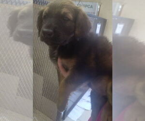 Great Dane-Unknown Mix Dogs for adoption in Amarillo, TX, USA