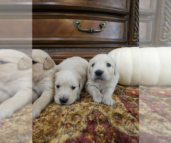 Medium Photo #7 Golden Retriever Puppy For Sale in ELVERTA, CA, USA