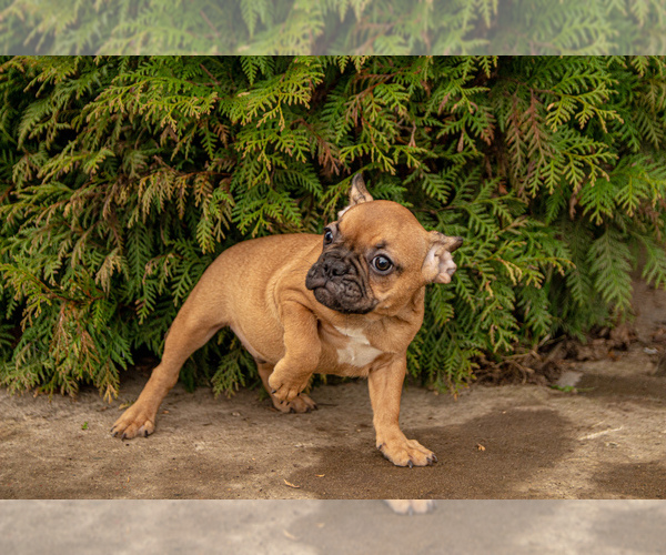 Medium Photo #5 French Bulldog Puppy For Sale in DES PLAINES, IL, USA