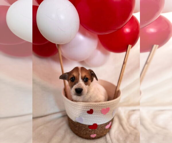 Medium Photo #1 Mutt Puppy For Sale in New London, WI, USA