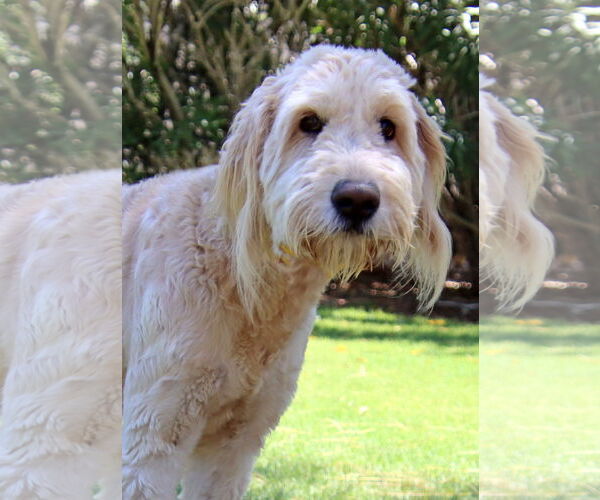 Medium Photo #2 Goldendoodle Puppy For Sale in Glendale , AZ, USA