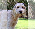 Small #1 Goldendoodle