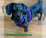 Small #11 Dachshund
