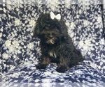 Small #3 ShihPoo
