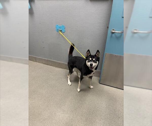 Medium Photo #1 Siberian Husky-Unknown Mix Puppy For Sale in Las Vegas, NV, USA