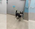 Small Siberian Husky Mix