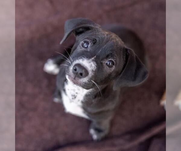 Medium Photo #1 Colonial Cocker Spaniel-Unknown Mix Puppy For Sale in San Diego, CA, USA