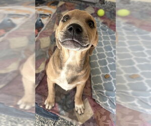 Labrador Retriever-Unknown Mix Dogs for adoption in Brewster, MA, USA