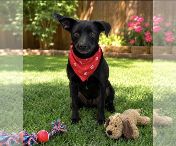 Medium Photo #2 Chihuahua-Unknown Mix Puppy For Sale in Euless, TX, USA