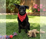 Small #1 Chihuahua Mix