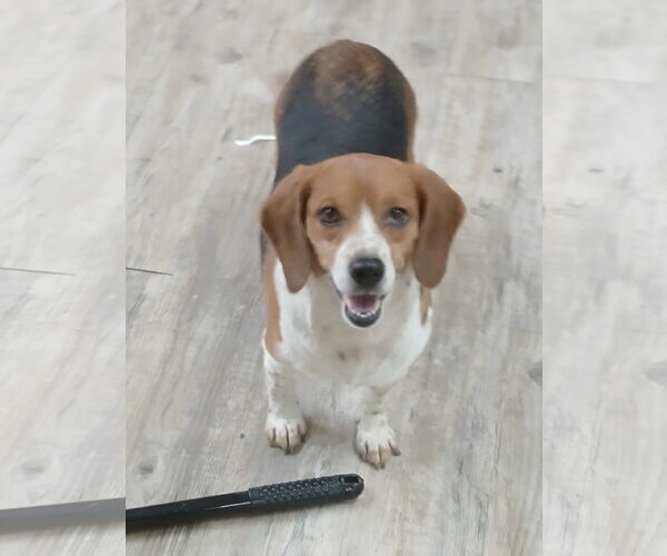 Medium Photo #15 Beagle Puppy For Sale in Murfreesboro, NC, USA
