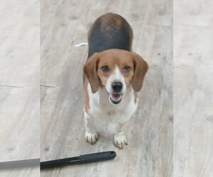 Pixie - Female Beagle Dog for Adoption - Photo #15