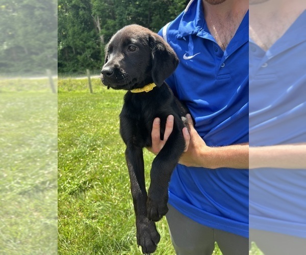 Medium Photo #2 Labrador Retriever Puppy For Sale in NEOLA, WV, USA