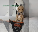 Puppy Dark green Goldendoodle