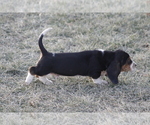 Small #8 Basset Hound