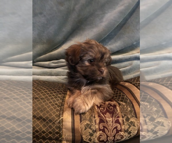 Medium Photo #13 Shorkie Tzu Puppy For Sale in CANTON, TX, USA