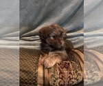Small Photo #13 Shorkie Tzu Puppy For Sale in CANTON, TX, USA