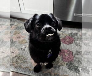 Pretzel - Male Chug Dog for Adoption - Photo #7