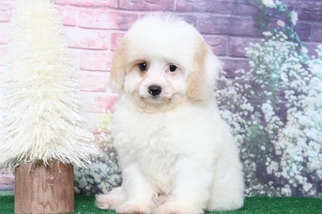 Cavapoo Puppy for sale in BEL AIR, MD, USA
