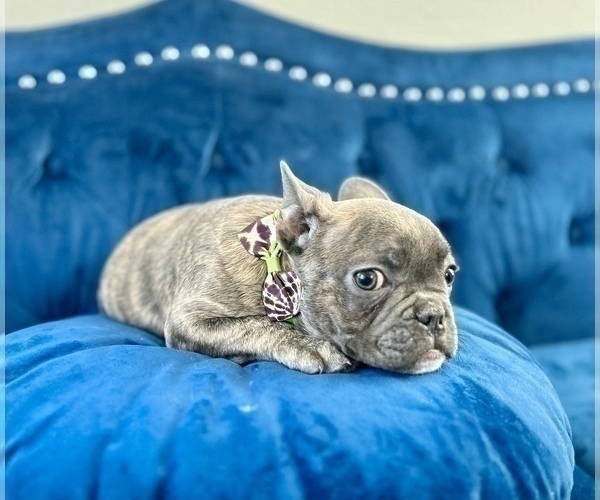 Medium Photo #10 French Bulldog Puppy For Sale in MOUNT VERNON, AL, USA