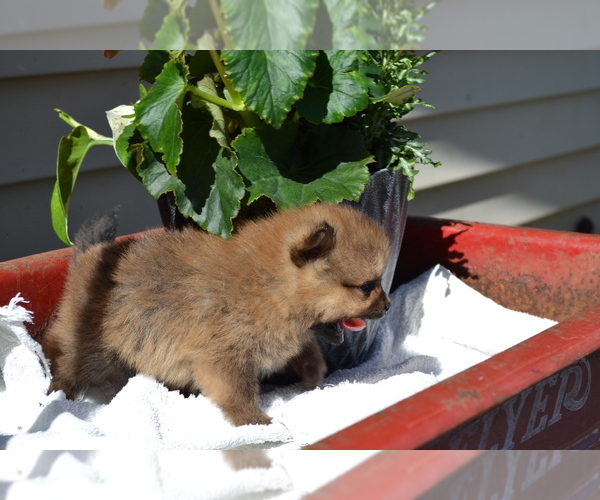 Medium Photo #3 Pomeranian Puppy For Sale in GREENWOOD, WI, USA