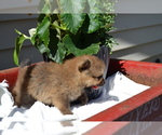 Small #2 Pomeranian