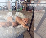 Small #12 Rhodesian Ridgeback