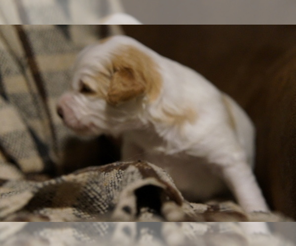 Medium Photo #6 Golden Mountain Doodle  Puppy For Sale in JIM FALLS, WI, USA