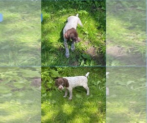 German Shorthaired Pointer Puppy for sale in PANAMA, NY, USA