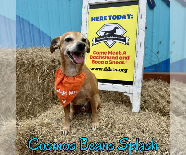 Medium Photo #3 Chiweenie Puppy For Sale in San Antonio, TX, USA