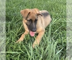 Puppy Sofie German Shepherd Dog