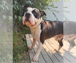 Small #3 American Bulldog Mix