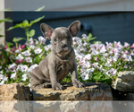 Puppy Navy French Bulldog