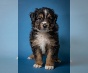 Miniature American Shepherd Puppy for sale in NEW CONCORD, OH, USA