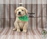 Puppy Hunter Golden Labrador