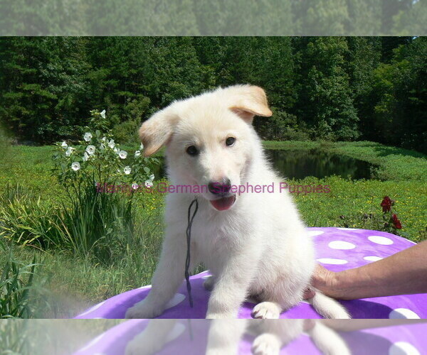 Medium Photo #8 German Shepherd Dog Puppy For Sale in PIEDMONT, MO, USA