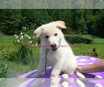 Small #7 German Shepherd Dog