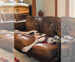 Small #1 Great Dane