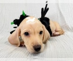 AKC Charlie - Male Dachshund Puppy for Sale - Photo #11