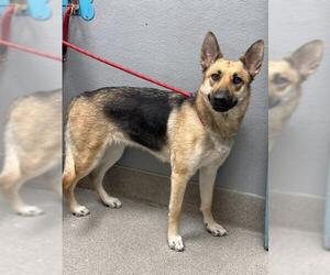German Shepherd Dog-Unknown Mix Dogs for adoption in Las Vegas, NV, USA