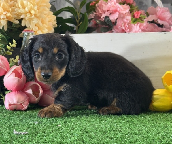 Medium Photo #3 Dachshund Puppy For Sale in CANOGA, NY, USA