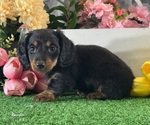 Small #2 Dachshund