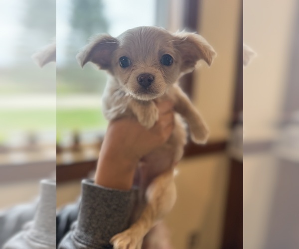 Medium Photo #3 Chihuahua Puppy For Sale in NEW VIRGINIA, IA, USA