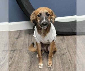 Beago Dogs for adoption in Lakewood, CO, USA