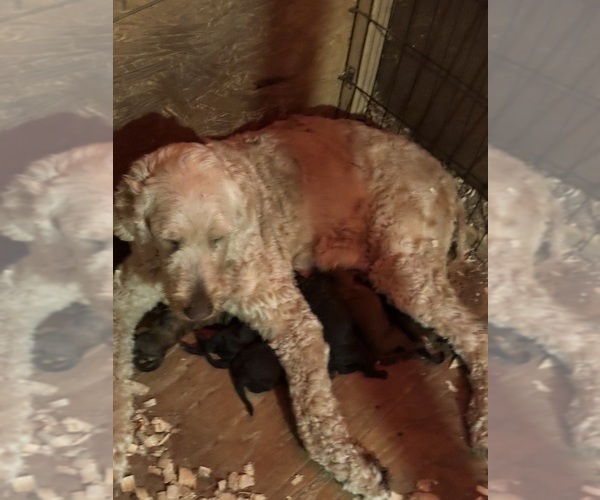 Medium Photo #1 Double Doodle Puppy For Sale in LOUISA, VA, USA