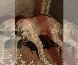 Mother of the Double Doodle puppies born on 05/12/2025