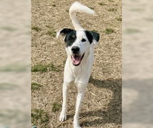 Medium Photo #2 Borador Puppy For Sale in Evansville, IN, USA