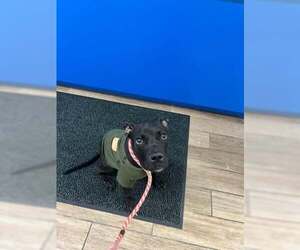 Labrador Retriever-Unknown Mix Dogs for adoption in Rowlett, TX, USA