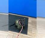 Small Labrador Retriever Mix
